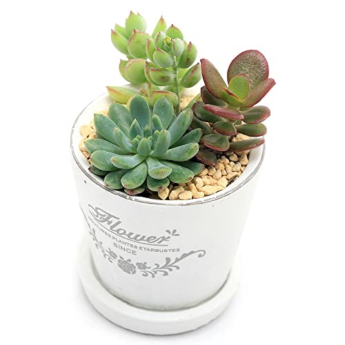 iϗtAjR񂹐A tOhEh|bgwwrAiPj Mt y kC~Gs