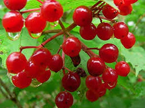 Portal Cool 25 Semi Guelder Rose Viburnum Opulus, Arbusto Selvatico, Couverture, Bacche