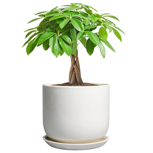 SUNPOTFOR Ceramic Pot for Plants 7 Inch - Modern Round Indoor Outdoor Planter with Drainage Hole and Saucer Home House Office Room Decor White