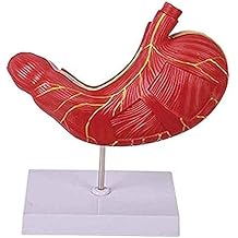 Organ Model Human Anatomy Science Models Stomach Muscle Organ Teaching Demonstration Model for Teaching Education School Removable 4D- Vision Human Anatomy Model Anatomical Model