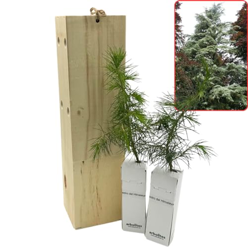Cedro de Himalaya - Arbolito presentado en Caja de Madera para Regalar - Planta Viva - (2 Unidades)