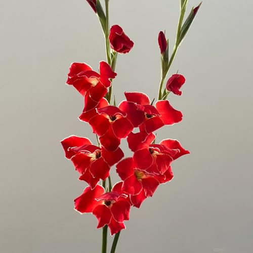 6 piezas bulbos de gladiolo resistentes, gladiolo, decoración floral plantas de jardín bonsai tubérculos de gladiolos decoración de la habitación flores para el jardín flores cortadas