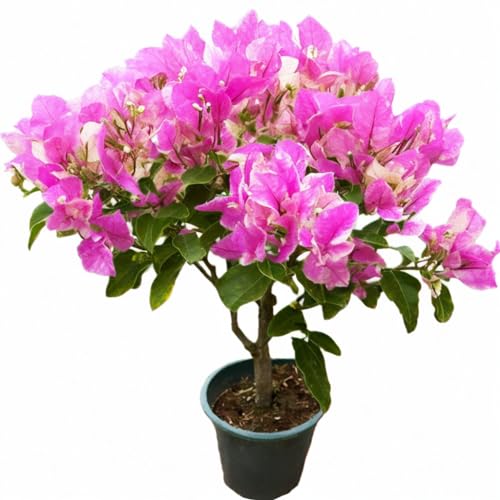 Colorful Bougainvillea Spectabilis Live Plant Seedlings 5-8 Inch Double Petal, Perfect for Home & Garden Decor(No Pot)