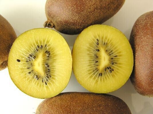 25 SEMI DI KIWI VARIETA' GIALLO "ACTINIDIA CHINENSIS " semi freschi