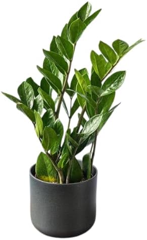 Zamioculca Zamiifolia Natural Viva Planta Natural Interior Ideale...