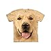 The Mountain Kids Big Face Golden T-Shirt