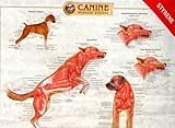 Canine Muscular Anatomy Chart