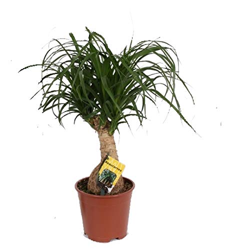 goldfruchtpalme blüte Goldfruchtpalme - Dypsis lutescens main image 1