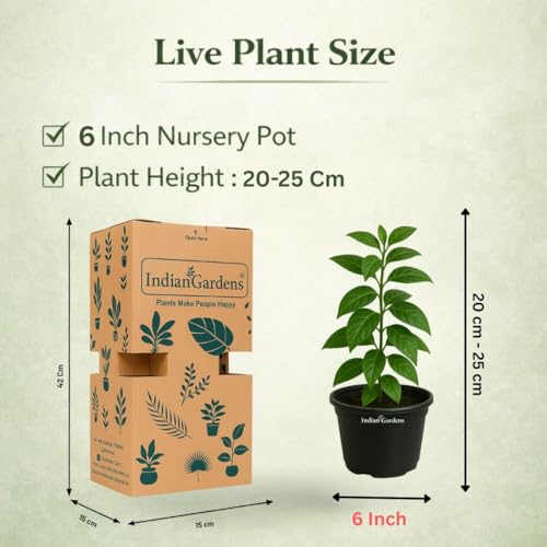Image of Indian Gardens - Kanakambaram | Aboli | Priyadarsha | Flowering Crossandra | Pagoda Flower | firecracker flower | Live plant with pot (Red, 6 inchBlack)