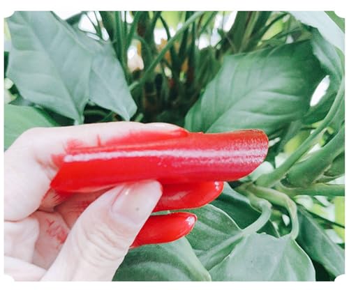 12 Sheets/Box Ancient Chinese Lipstick Paper with Natural Petal Extracts Lasting Colour Velvet Matte Non-Stick Red Lipstick Paper - Image 6