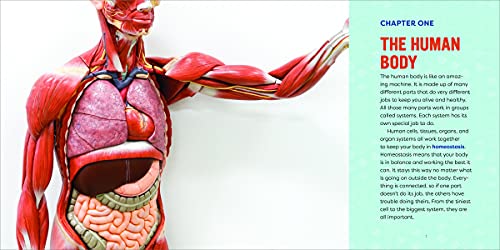 Human Anatomy For Kids: A Junior Scientist's Guide To How We Move, Breathe, And Grow #TOP2