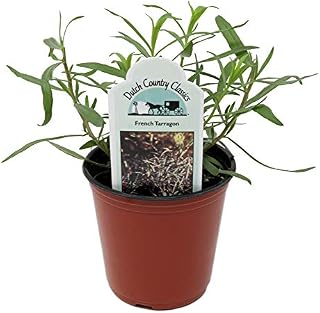 Dutch Country Classics Live French Tarragon Herb Plant (Pack of 1)