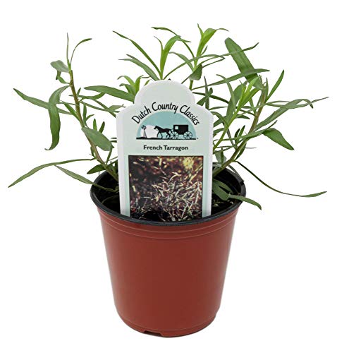 Dutch Country Classics Live French Tarragon Herb Plant (Pack of 1)