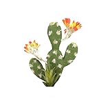1. Bonsai simulado de cactus. Hecho de material de alta calidad, es seguro, saludable, no tóxico y ecológico. Con un color precioso y un modelado único.