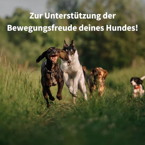 Mighty Pets - GELENK Plus Pulver (bis 125 Portionen) für Hunde mit Grünlippmuschel, MSM, Teufelskralle, Curcuma, Chondroitin, Glucosamin, Bierhefe aus Deutschland