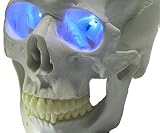 Dead Head Props 24 inch, Battery Operated, Blue Led Eyes For Masks, Skulls and Halloween Props