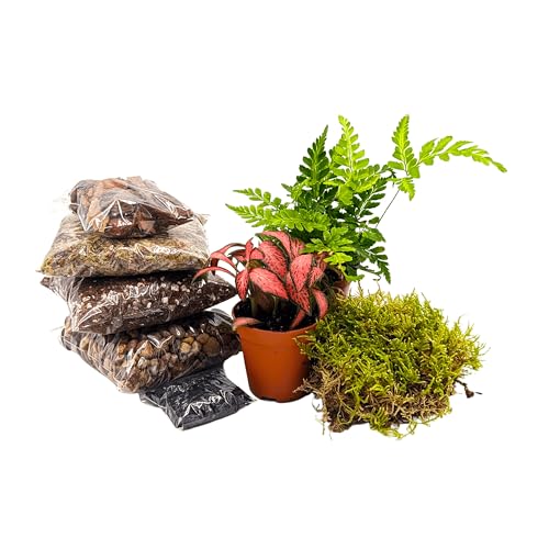 DIY Small Closed Terrarium Starter Kit With 2 Humidity Loving Plants Included