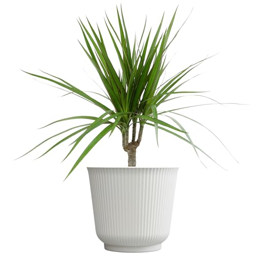 Live Dracaena Marginata Easy House Plant Decor in 6 White Pot Dragon Tree Real Office Plants Decorative Gifts by Plants for Pets