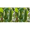 20 SEEDS (Pack of 2)