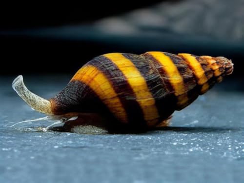 Raubschnecken für Aquarium – Clea Helena Schnecken, Natürliche Schneckenbekämpfung, Lebende Schnecken für Aquarien (5 stück)