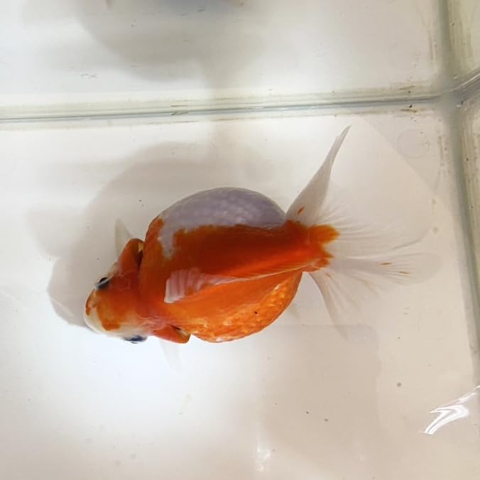 Amazon | 国産 金魚 ピンポンパール サイズ 約 9cm前後 一点物