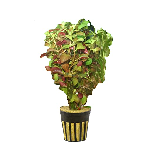 CANTON AQUATICS Live Aquarium Ludwigia Repens Plants -