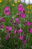 Rote Lichtnelke (Silene dioica) winterhart