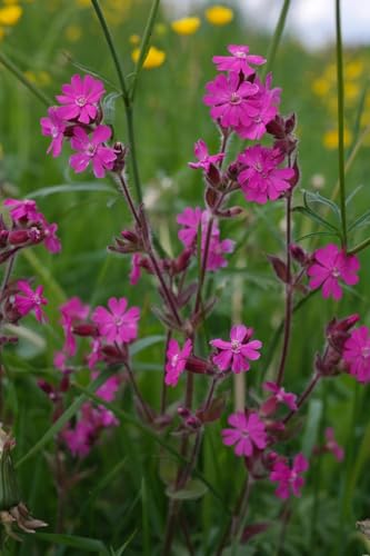 Rote Lichtnelke (Silene dioica) winterhart