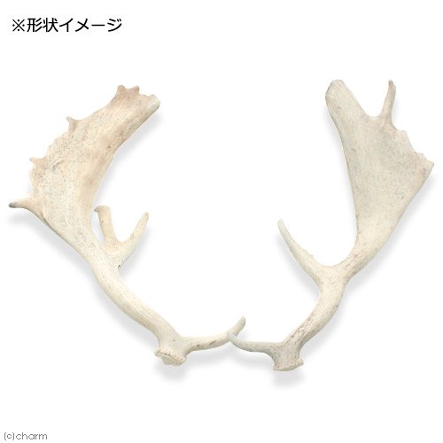 Amazon.co.jp: 国産 ヘラジカの角 オブジェ 1本 インテリア 沖縄別途