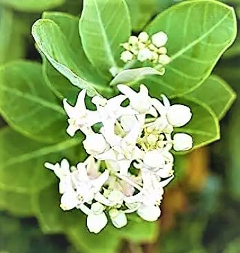 NATURE WORLD PREMIUM DESI TELLA JELLEDU ORGANIC HEALTHY LIVE PLANT FOR GANESHA POOJA HOME GARDENING (B0BYXL3W72) Amazon Price History, Amazon Price Tracker