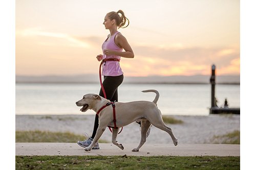 Amazon | EZYDOG(イージードッグ) [正規代理店品] ロードランナー