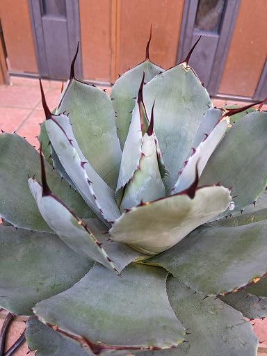 Amazon.co.jp: 大株◇アガベ パリー トランカータ (トルンカータ Amazon.co.jp: 大株◇アガベ パリー トランカータ (トルンカータ