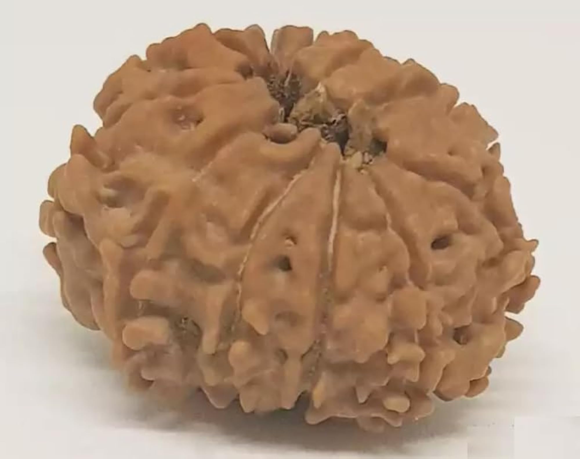 11 Mukhi Rudraksha, Original Certified