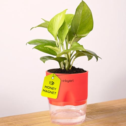 Image of KYARI Golden Money Indoor Plants for Living Room | Live Plants | Plants with Red Self Watering Pot for Home | Air purifier plants | Plants for Home Decor | Plants for Garden & bedroom