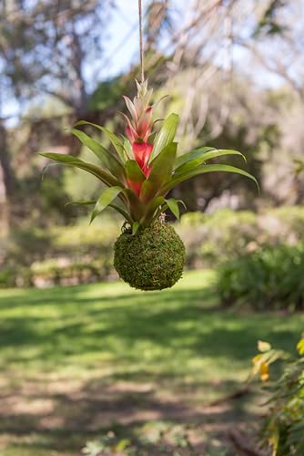 SuperMoss (29346) Kokedama Planter, 4", Fresh Green SuperMoss (29346) Kokedama Planter, 4", Fresh Green