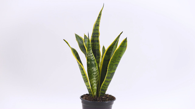 Amazon.com: American Plant Exchange Snake Plants, Green & Yellow