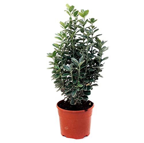 Evonimos o Boneteros planta Natural - Variedades Especiales para Setos Euonymous de 40 cm de Altura Aprox - Planta Arbustiva de exterior - Planta Natural - Planta Viva (Eu.Albo)