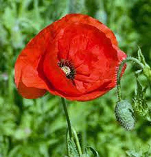 AGROBITS, Flandes, más de 100 semillas, orgánicos, flor roja brillante, impresionante Grandes amapolas