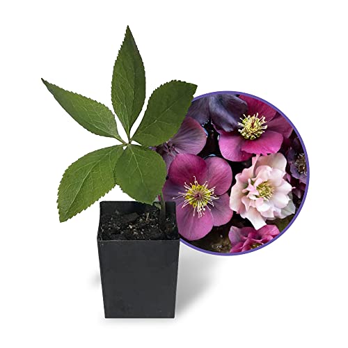 Smoke Camp Crafts Lenten Rose Live Plant