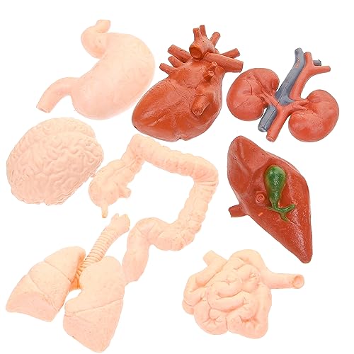 Unomor Teaching Model 8pcs Human Organ Models Set Brain Lung Liver Heart Stomach Kidney for Boys and Girls and Doctors Education