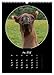 Crazy Horses (Wall Calendar 2026 DIN A3 High), CALVENDO Monthly Calendar: Horses from Their Funny Side