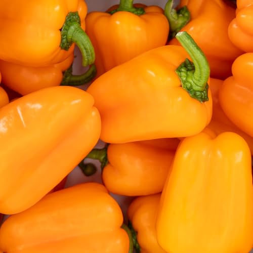 Minipimiento Tatayoyo 1kg de Cooperativa Granada La Palma. Del campo a tu casa. - imagen 5