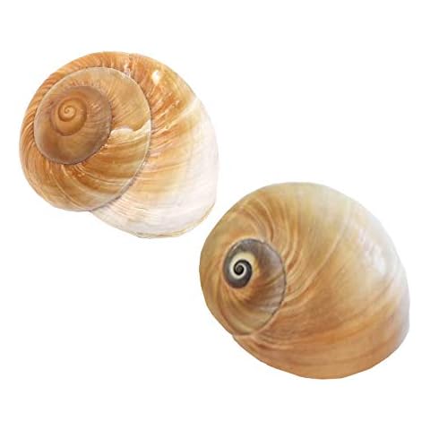 SEAJIAYI 2 PC Large Hermit Crab Shells,Muffin Snail Shells,Large Whale Eye Sea Shells(2.8~3.5 Inch) Cover