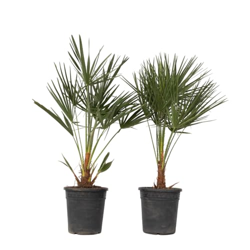 Chamaerops humilis ama sole e luce in terreno ben drenato. Tollera caldo e siccità, ma in estate annaffia regolarmente. Usa un vaso con fori di drenaggio. Resiste fino a circa −15 °C. Adatta a vaso o piena terra.