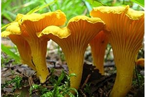 Spores Mushroom Golden Chanterelle Seeds Mycelium Spawn Dried Heirloom Non GMO