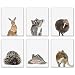 Crystal Baby Outback Animals Poster Prints - Set of 6 (8x10) Adorable Furry Australian Portraits Wall Art Nursery Decor - Red Kangaroo - Kiwi - Green Tree Frog - Echidna - Koala - Wallaby