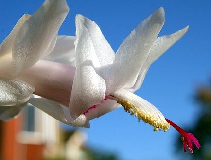 White Christmas Cactus Plant - Zygocactus - 4" Pot