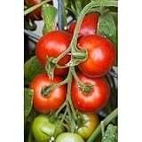 Matina Tomato -Heirloom from Germany-Large Clusters of Abundant Tomatoes(5 - Seeds)