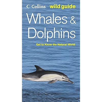 Whales and Dolphins
