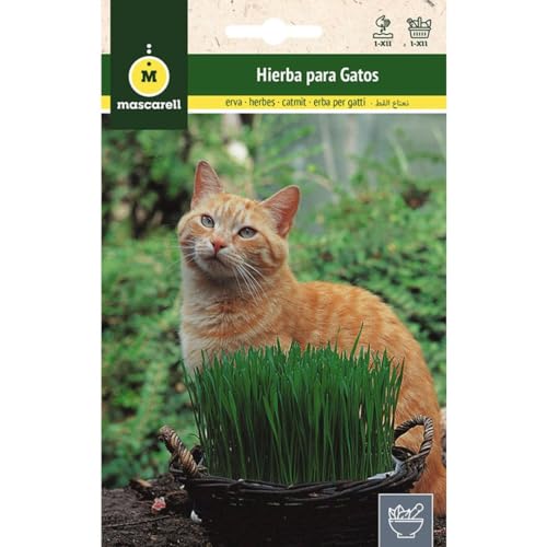 Mascarell Semillas, HIERBA PARA GATOS, Semillas de Hierbas Aromáticas para Plantar, Crea tu Propio Huerto en Casa, 10 Gramos